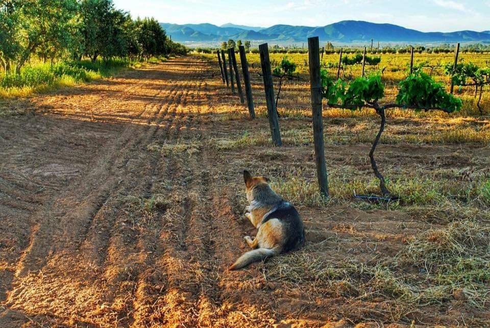 Villa Corsua Valle de Guadalupe Luaran gambar